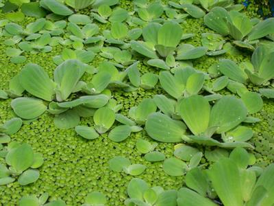 pistia stratiotes